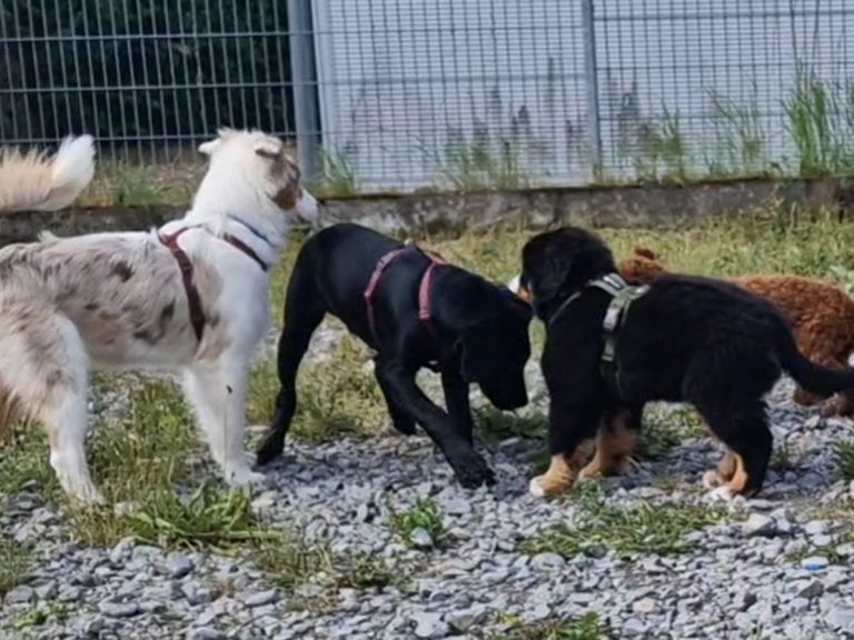 Gruppenstunde Welpenspiel Christiana Gramlich Hundetrainerin Walldürn Mehrere Hunde spielen herum, ein schwarzer, ein brauner und ein gefleckter Hund sind sichtbar.