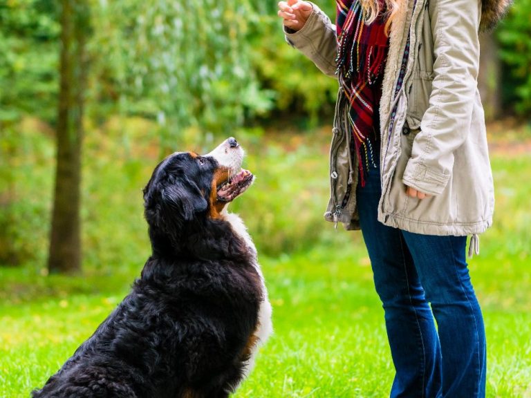 Einzeltraining Christiana Gramlich Hundetrainerin